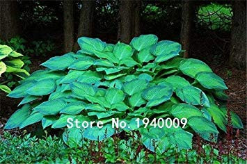 15:100Pcs/Bag Hosta Plants, Hosta 'Whirl Wind', Hosta Flower, Flower Seeds, Bonsai Grass Seeds, DIY Ornamental Plants for Home Garden: Only Seeds