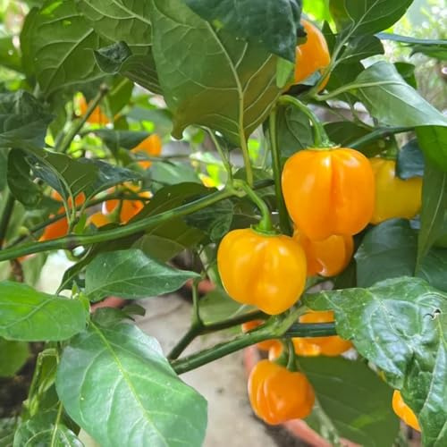 habanero bio, chili gemüsepflanzen, hochbeet chilli, zimmerpflanzen balkon bio wintergemüse 120samen