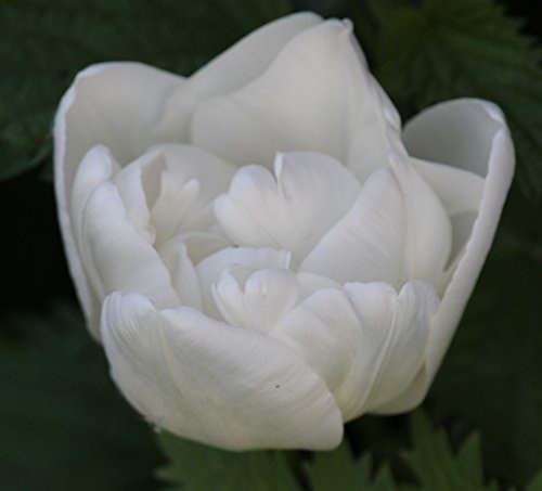 Gefüllte Tulpen Mount Tacoma Tulpenzwiebeln (20 Blumenzwiebeln)
