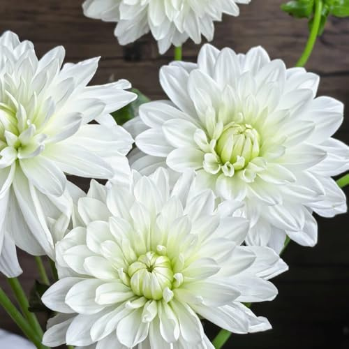 8bulbi tuberi di dalia perenni resistenti di precoci dalia, aconito invernale, balcone