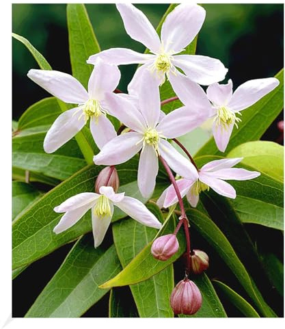 BALDUR Garten 1x Duft-Clematis 'Armandii' Waldrebe, Pflanze im 9x9 cm-Topf | winterhart, Klematis, mehrjährige blühende Kletterpflanzen, blühend, Clematis Hybride, immergrün, reichblühend