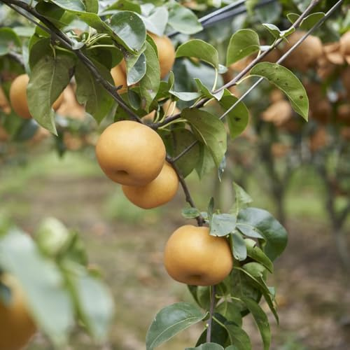 semillas resistentes del peral - balcones exóticas perenne 50pcs