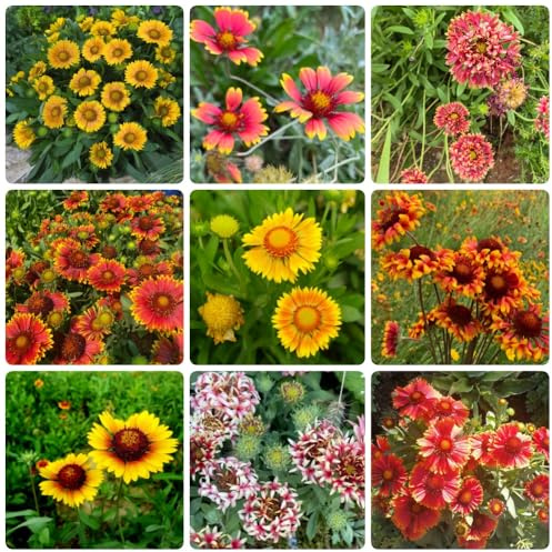 GaillardiaSamen, wildblumensamen Kokardenblume, bio kräuterpflanzen für sonnige plätze blumensamen garten 550Samen