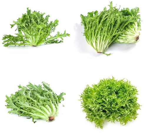 semillas de endibia sostenibles endivias vegetales de jardín resistentes jardines rocas Camas elevadas el jardín perennes resistentes balcón 200Semillas