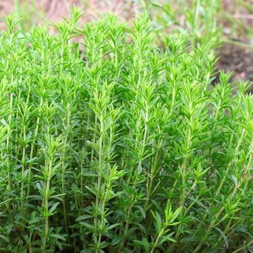 semi di santoreggia biologici, tappezzanti giardino interno resistenti 500pcs