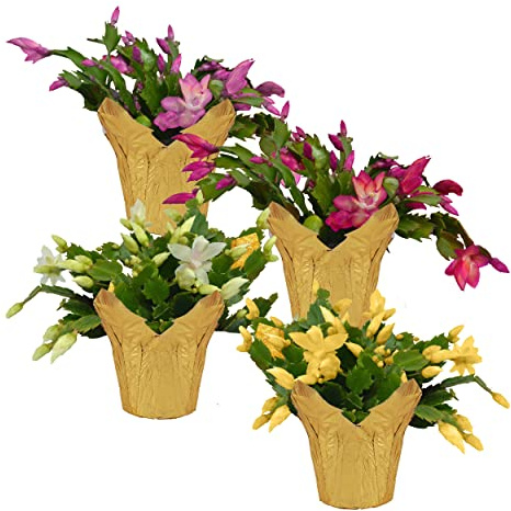 Live Flowering Zygocactus - Assorted Colors, 4 Pack- Thanksgiving/Christmas Cactus - Seasonal Bloomer, Currently Out of Bloom - 5” Tall by 5” Wide in Deco Cover