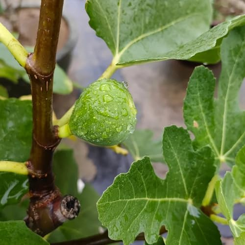 feigenbaum büropflanzen kräutergarten steingartenpflanzen pflanzenkübel säulenobst spalierobst zimmerbonsai bonsai baumsamen pflanztöpfe säulenobstbäume robuste balkonpflanzen 450samen