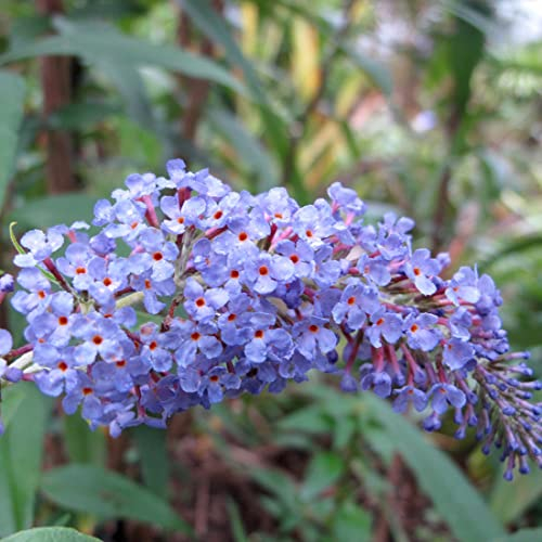 3 x Sommerflieder 'Adonis Blue' - Buddleja Davidii Adonis Blue 30-40 cm im Container - Großen blauen, blauvioletten Rispen