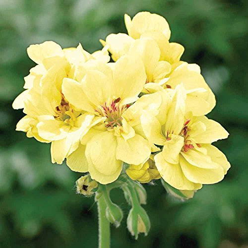 Rare giallo geranio Seeds di Seeds di fiori bonsai pianta perenne custard cream Pelargonium 10 Seeds