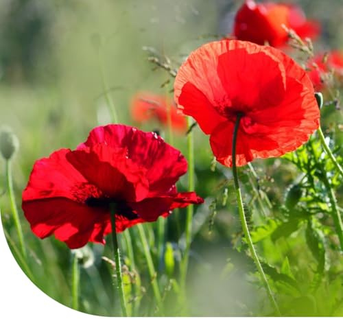 Klatschmohn - Papaver rhoeas - 10 Gramm für ±250 m² (±90.000 Mohnsamen) - Wunderschöne rote Blüten - Blumensamen Mohnblumen - Blumensaat für Garten, Freiland und Balkon - Bienenfreundlich