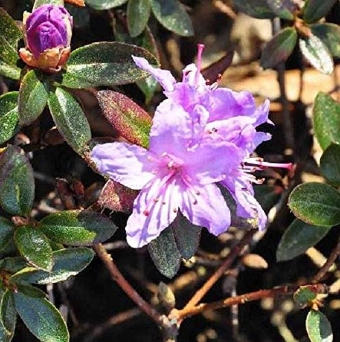 Rhododendron 'Moerheim' 20-30 cm en conteneur