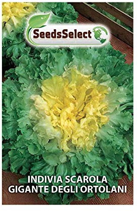 SeedsSelect Semi Indivia scarola Gigante degli ortolani (2 bustine)