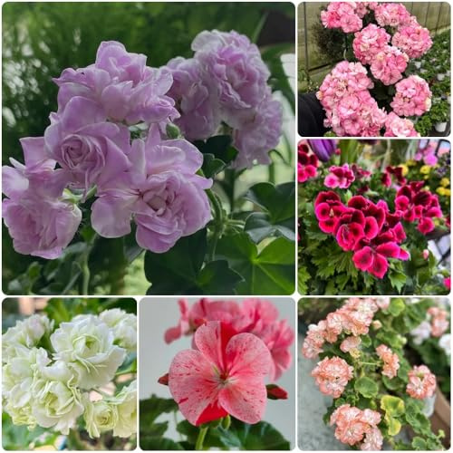 Semillas de geranio, exóticas Pelargonium hortorum, semillas de para lugares soleados de jardín 30pcs