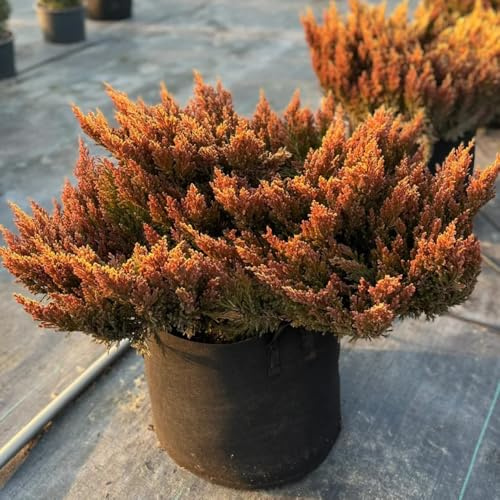 semi resistenti di cipresso, esotiche cipressi da giardino e decorative al pieno sole 300pcs