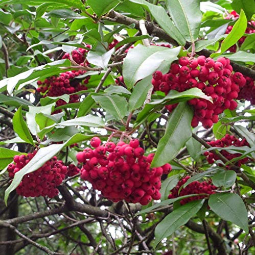 Portal Cool Photinia davidiana – sumergible en invierno-Uccello-Vaso. Pianta en 9 cm Topf