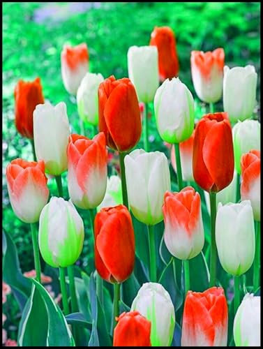 Blumenzwiebel Mix, Winterhart zwiebeln, Winterhart pflanzen, Mehrjährige Blumenzwiebel ist winterhart, Mysteriöse magische Glühbirne-3 Seltene tulpen zwiebeln