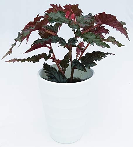 POWERS TO FLOWERS - BEGONIA REX WINGS SERRATIPETALA WING IN VASO CERAMICA BIANCO, pianta vera