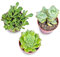 Italy Green Life - Piantine Grasse Vere Mini Succulenti Senza Spine, Vaso Ø 5.5cm. Piante Vere da Interno, Piante Vere da Appartamento, Piante Grasse Vere da Esterno Perfetti (3 Piante)
