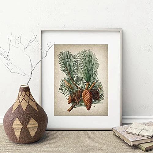 Bilder, Poster, Kunstdrucke Kiefernpflanze Vintage Illustrationen Poster Und Drucke Immergrüne Tannenzapfen Botanische Pflanzen Wandkunst Leinwand Malerei Wohnkultur Poster Und Drucke - 50X70Cm