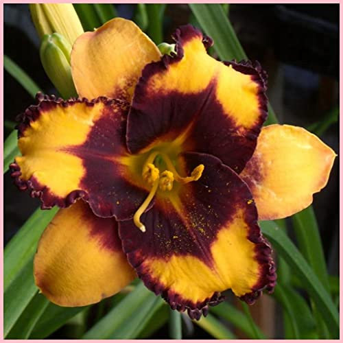 Daylily,Hemerocallis bulbi,bulbi di Hemerocallis,resistente, facile da sopravvivere