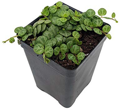 String of Hearts/Turtles/Peace Sign/Cross - Peperomia prostrata- 2.5 Pot