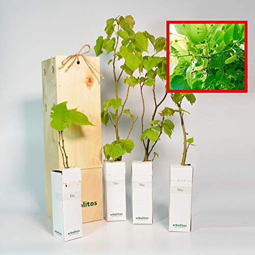 Tilleul de Hollande | Arbre Apprécié pour les Alignements | Jeune Pousse de 30 cm Reçue dans une Caisse en Bois Réutilisable | 4 Unités