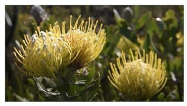Stk - 5x Leucospermum cuneiforme Strauch Garten Pflanzen - Samen B1707 - Seeds & Plants Shop by Ipsa