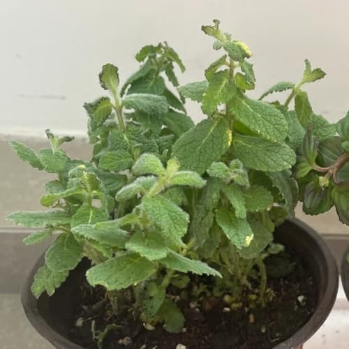 Semi di menta mela biologici, semi di medicinali semi di selvatiche semi di da cucina 500pcs