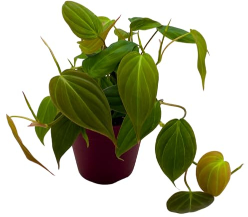 BubbleBlooms Philodendron Micans Hederaceum in a 4 inch Pot Heart-Leaf Philo, Sweetheart Plant