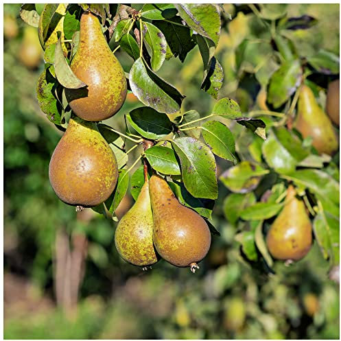 Dwarf Patio Concorde Pear Tree in 4L Pot, Self-Fertile,Ready to Fruit, Heavy Cropping 3fatpigs®