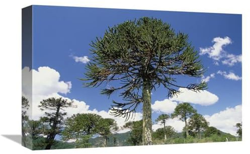12 x 18 in. Monkey Puzzle Tree in Landscape, Conguillio National Park, Chile Art Print - Gerry Ellis