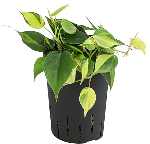 Dehner Baumfreund, in Hydrokultur, ca. 30 cm inkl. Pflanztopf, Ø Topf 15 cm | Philodendron scandens, inkl. Wasserstandsanzeiger, kletternde Zimmerpflanze, für sonnige bis halbschattige Standorte