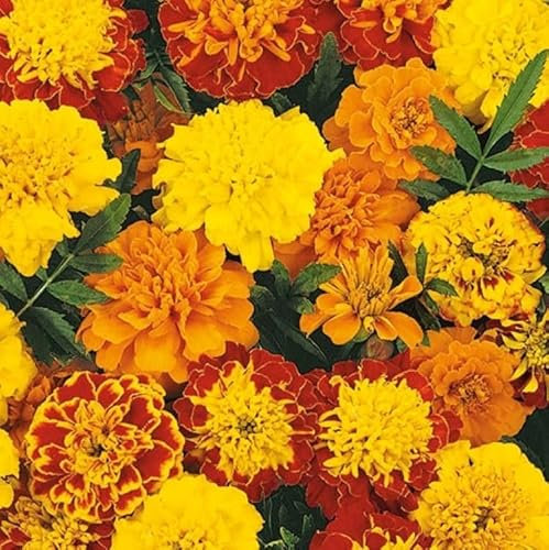 French Marigold, Marigold Tagetes patula, 'Bonita' Mixed Small Bushy Annual Flower Orange 1ft (30cm) 100g Seeds