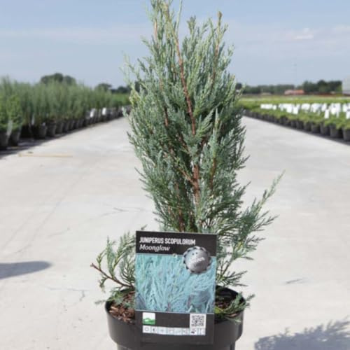 Juniperus scopulorum 'Moonglow' - Large Upright Conifer for Stunning Landscapes - Silvery Foliage, Versatile Hedge or Specimen Tree - 3X 9cm Potted Plant by Thompson and Morgan (3)