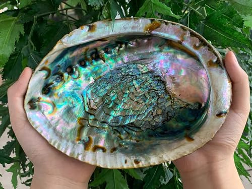 Abalone Shell, Seashell Incense Burner, Smudge Bowl for Holding Smudge Sticks, Incense, Crafts, Display, Jumbo - 7 to 8