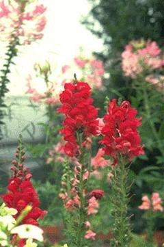 Snapdragon Rocket Rose Shades 50 Seeds