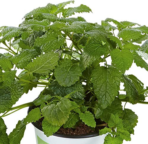 Lemon Balm Plants, Ready for The Garden. 'Fit'. Herbaceous Perennial with a Lemon Aroma. 9cm Plant x 2. Available from Bedwen Plants.