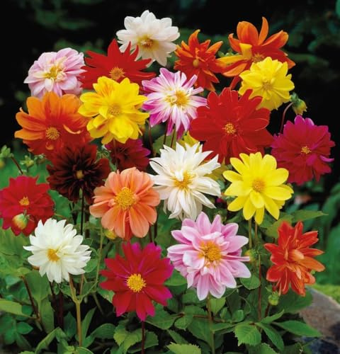 Votaniki Dwarf Dahlia Rainbow Mix Tubers - Perennial, Showy Blooms, Mixed Dahlia Tubers for Planting | Large Blooms, Summer Flowers, Easy to Grow (3 Pack)