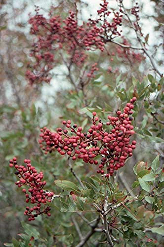 30 Bacche di Terebinth - Pistacia Terebinto - Trementina