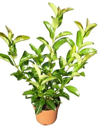 Viburnum Natural Árbol Resistente de Exterior Fácil de Cuidar Perfecto para Jardines