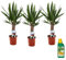 Plant in a Box - Yucca Elephantipes - Set di 3 - Pianta da appartamento - Pokon - Vaso 14cm - Altezza 50-60cm
