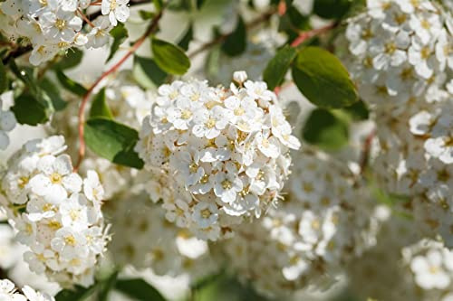 Birkenblättrige Spiere Spiraea betulifolia 20-30 cm winterhart | Sonniger bis halbschattiger Standort, ideal für Beet und Rabatte, bienenfreundlich, schnittverträglich, robust