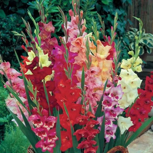 15 Gladiolus Glamini Mix – Vibrant, Compact Blooms – Perfect for a Stunning Garden Display – Thrives in UK Climate