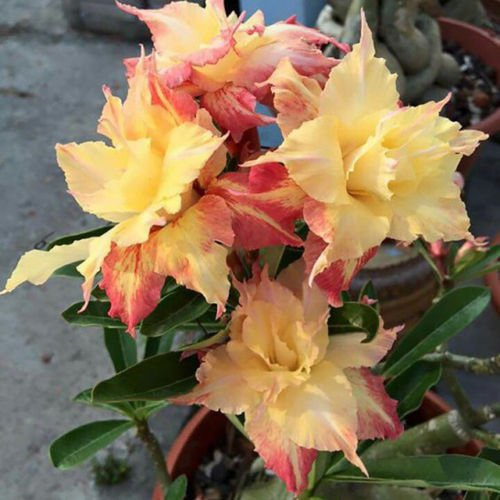 Graines de fleurs fraîches de rose du désert d'Adenium Obesum pour la plantation de pain jaune paquet de 100 graines