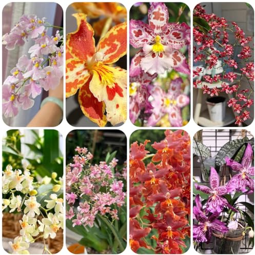 semi di orchidea oncidium rare, decorazione del soggiorno orchidea decorativi resistenti al balcone semi da balcone selvatici da decorazione 100pcs