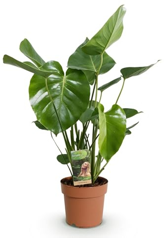 Monstera Deliciosa Fensterblatt Zimmerpflanze – Pflegeleichte Tropenpflanze 17cm – Höhe ca.50–55cm – Große dekorative Grünpflanze für Wohnzimmer & Büro