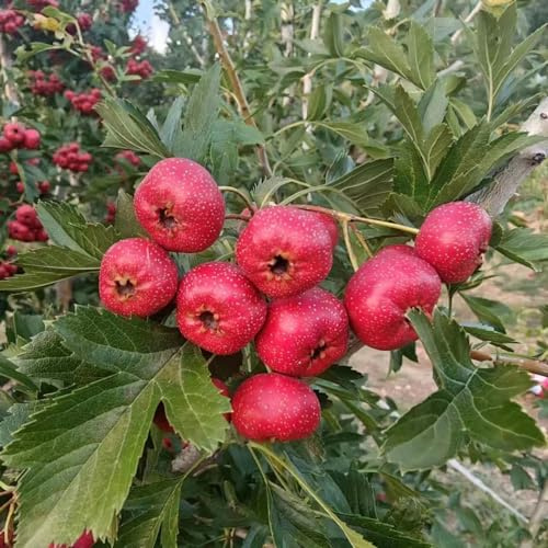 Weißdorn, seltene gartenarbeit geschenk säulenobst alte sorten balkonpflanzen obstsamen sträucher garten obstpflanzen zwergobstbäume winterhart obstgarten steingartenpflanzen 50Samen