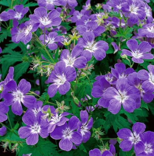 Geranium sylvaticum 9x9 cm Topf – Winterhart, Mehrjährig, Pflegeleicht – Wald-Storchschnabel – Staude für Beet & Halbschatten