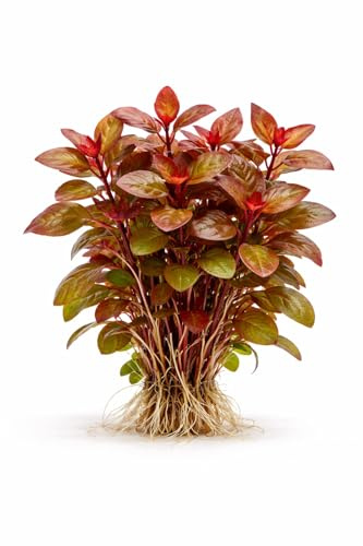 Canton Aquatics Ludwigia Repens Live Aquarium Plants - Ludwigia Dark Red, Aquarium Plants Live for Fish Tank - Excellent Background Plant, Great for Beginners, Aquarium Plants