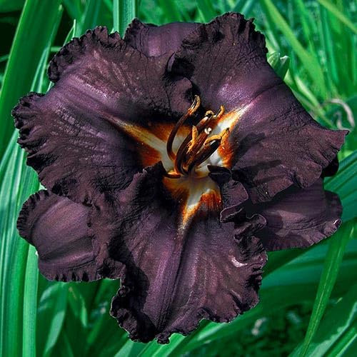 Daylily Bulbs/Daylily Bulbs Mix/Daylily Plants/Daylily Seeds/Cut Flowers/Natural Organic/Greening Flower/Wedding Flowers-15 Bulbs-B